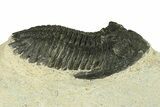 Bargain, Hollardops Trilobite Fossil - Ofaten, Morocco #287483-1